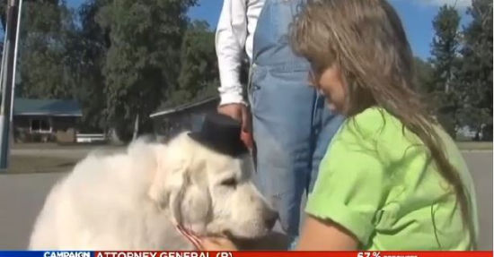 美國(guó)小鎮(zhèn)選可愛小狗當(dāng)鎮(zhèn)長(zhǎng)報(bào)酬為一年狗糧（圖）