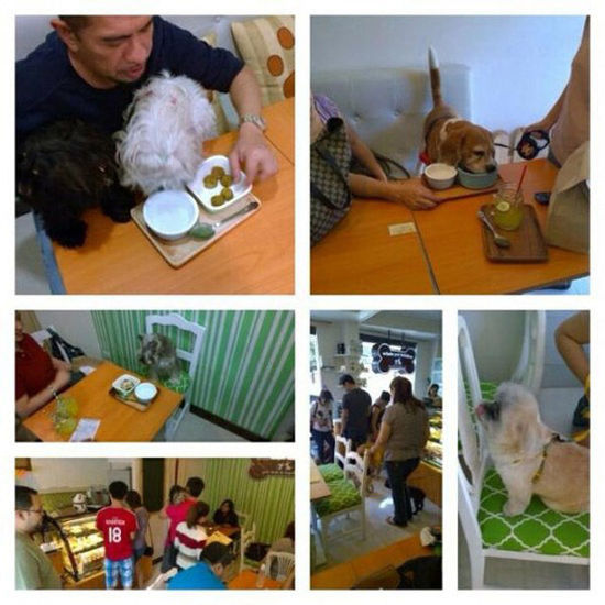 菲律賓另類咖啡館為寵物狗設(shè)菜單 鼓勵人狗同桌進(jìn)餐(圖)