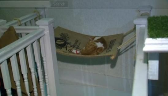 圖為加拿大首家貓咪咖啡館。