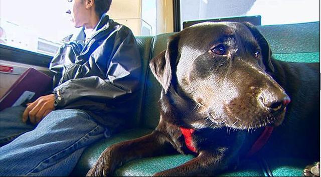 伊柯麗斯(Eclipse)搭乘公車。