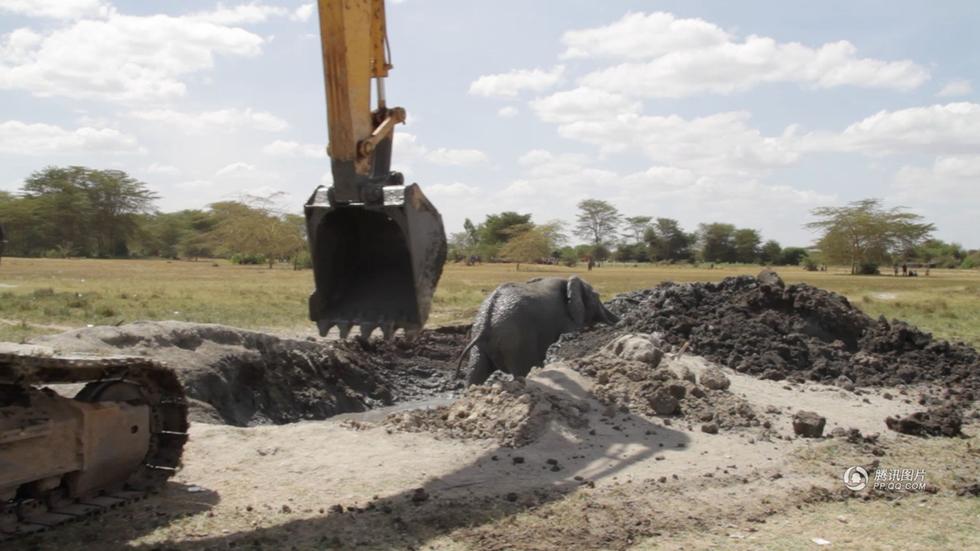 肯尼亞用挖掘機(jī)救身陷泥坑大象 肯尼亞用挖掘機(jī)救身陷泥坑大象