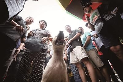 一只狗被動保人士與狗販子圍在中間，等待兩方的討價還價后決定去向