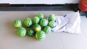 男子開(kāi)價(jià)值30余萬(wàn)汽車(chē)偷西瓜 被捕后稱為尋刺激