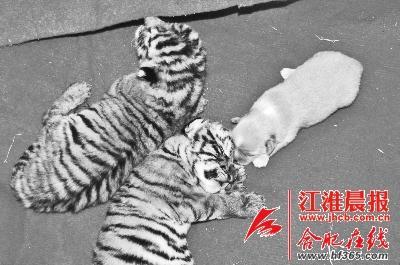 合肥動物園東北虎產(chǎn)下“龍鳳胎” 狗媽媽做奶娘 合肥動物園東北虎產(chǎn)下“龍鳳胎” 狗媽媽做奶娘