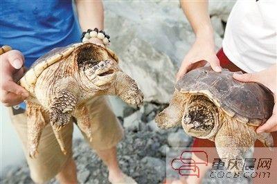 楊先生買來的鱷龜有很強(qiáng)的攻擊性。見習(xí)記者 雷鍵 攝