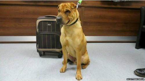 蘇格蘭動(dòng)物權(quán)益慈善組織已經(jīng)通過(guò)芯片查出這只小狗的名字叫凱。