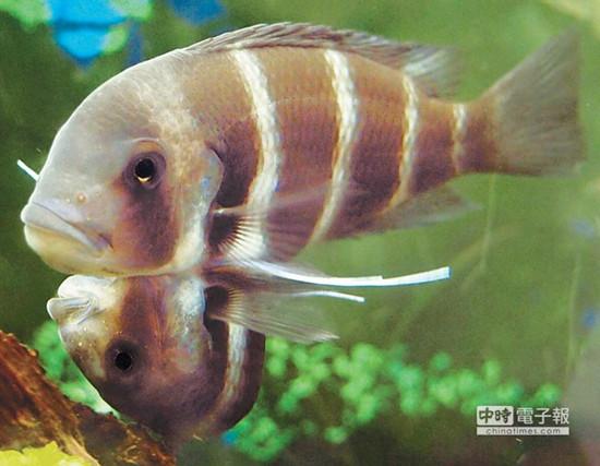 這對連體魚上面的哥哥體型較大，約是下面弟弟的2倍