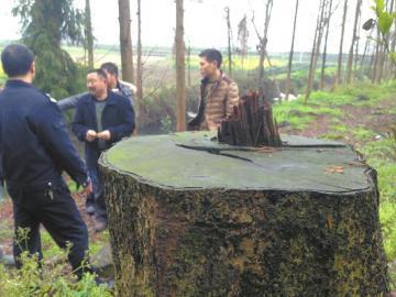 洪雅縣五龍村何挨山被盜伐楠木殘留的樹(shù)樁