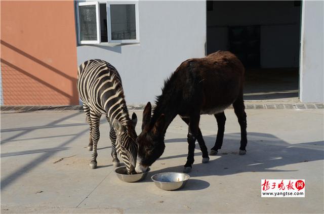 圖斑馬和驢子在一起共同進(jìn)食。