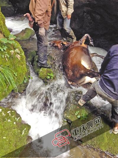 黃牛掉到懸崖下的小溪中。