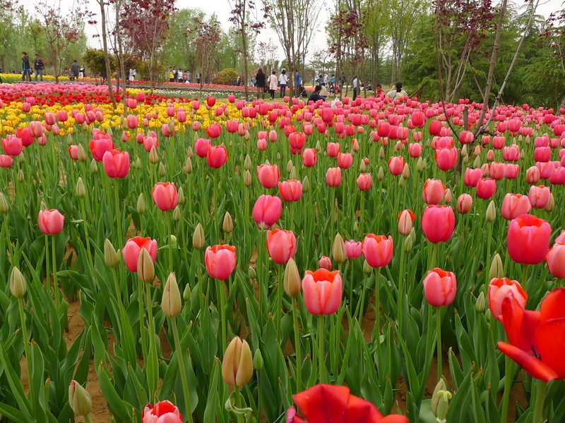 粽子節(jié)遇上兒童節(jié)，你想好去哪了么？