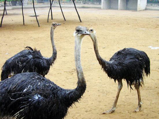 亞洲最大的鴕鳥(niǎo)養(yǎng)殖示范基地