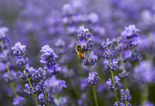 沉迷在薰衣草花海 遇見(jiàn)“塞外江南”新疆伊犁