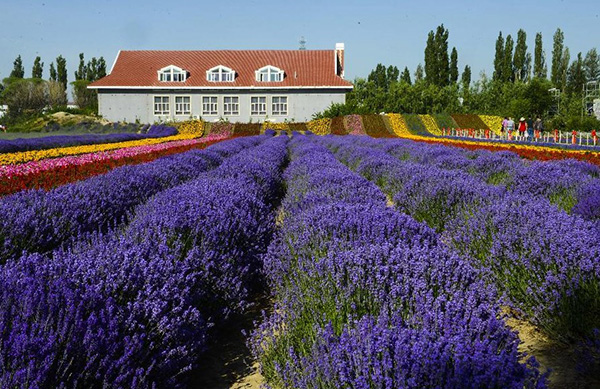 沉迷在薰衣草花海 遇見(jiàn)“塞外江南”新疆伊犁