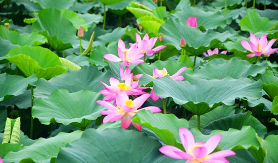 第八屆中國(guó)·淮陽(yáng)龍湖賞荷旅游月開(kāi)幕 為期兩個(gè)月