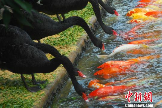 深圳動(dòng)物園黑天鵝喂食錦鯉魚“日久生情”場(chǎng)面溫馨