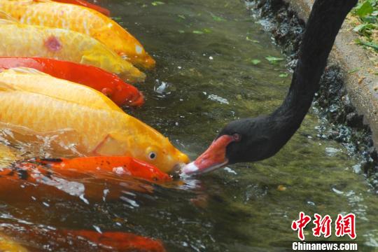 深圳動(dòng)物園黑天鵝喂食錦鯉魚“日久生情”場(chǎng)面溫馨