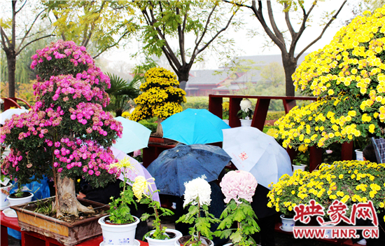 天好、花美 中國開封第32屆菊花文化節(jié)延長一周
