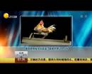 雄雞靚照催生優(yōu)質(zhì)蛋？看臉世界讓人心碎