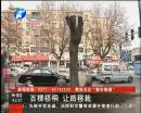 綠城去哪了?百顆梧桐讓路移栽