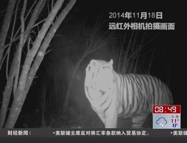 吉林：遠(yuǎn)紅外相機記錄東北虎吃牛