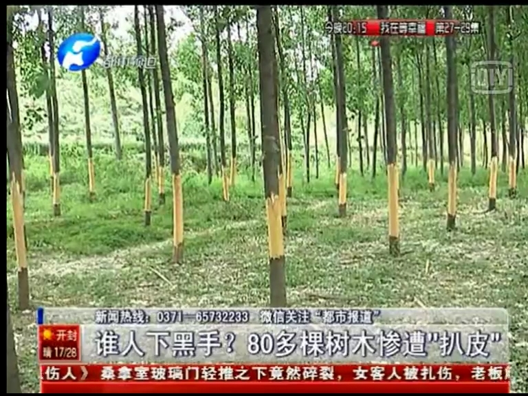80多棵樹(shù)被“扒皮” 誰(shuí)痛下黑手？