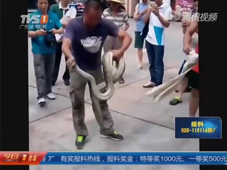 司機在汽車引擎蓋內發(fā)現大蟒蛇 消防花1小時擒獲