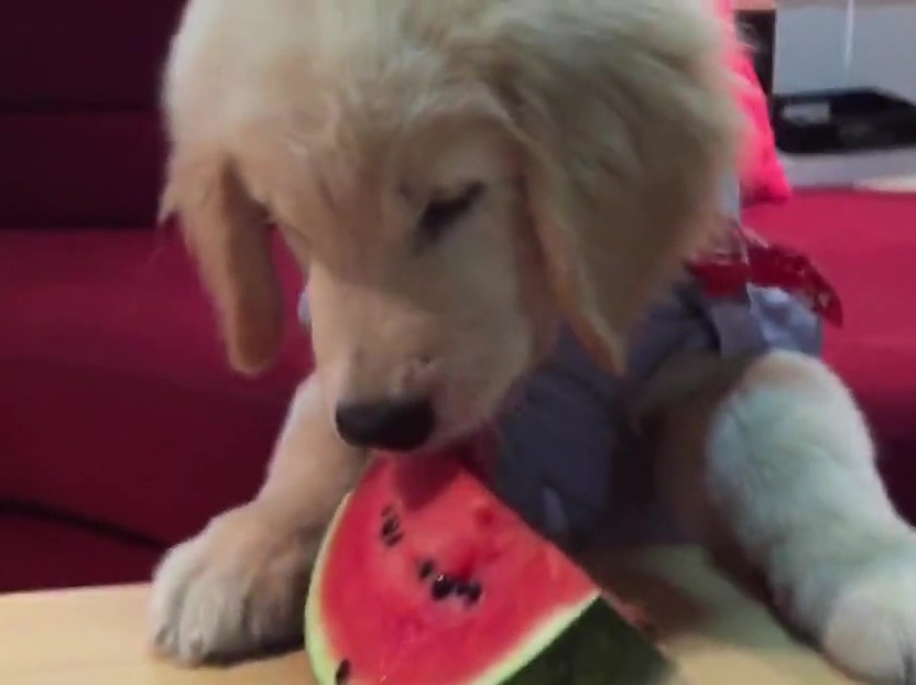 超萌金毛啃西瓜！夏天來了汪星人也要消暑?。? title=