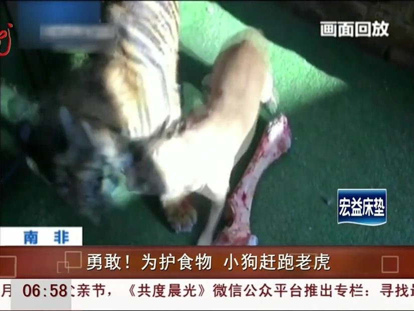 勇敢！為護(hù)食物 小狗趕跑老虎