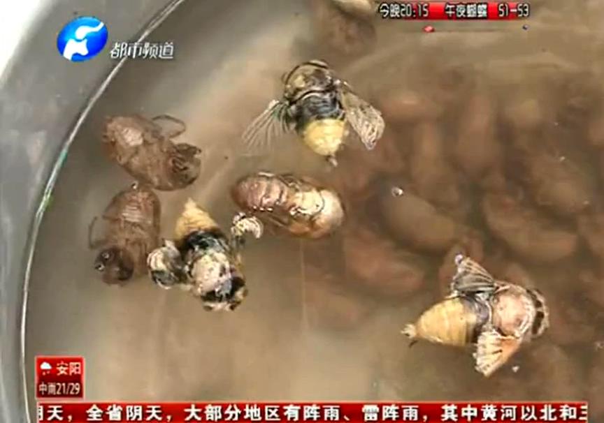 為逮“知了” 三人變?cè)┗? title=