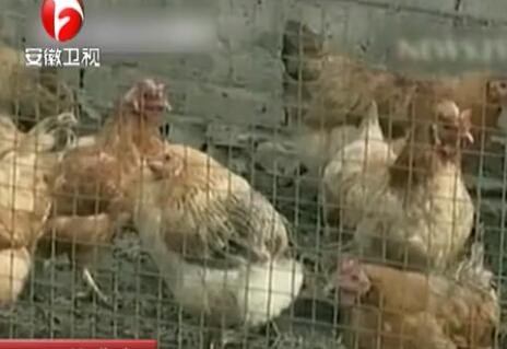 專(zhuān)業(yè)偷雞20年 自稱(chēng)能懂雞語(yǔ)言