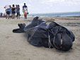 海洋環(huán)境惡化？巴西30鯨魚擱淺