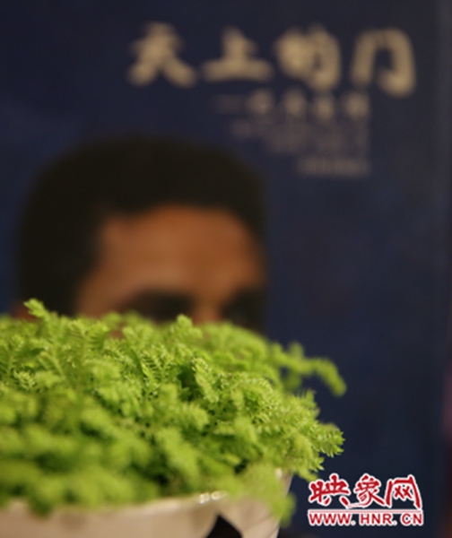 書架上精心布置的綠色植物。